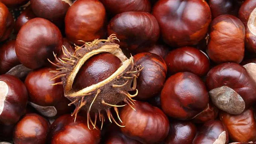 Xaricdən 3,4 manata alınan şabalıd bizə 10 manatdan baha satılır