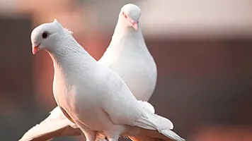 Azərbaycan bu ölkəyə ədədi 24 manatdan göyərçin satıb