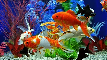 Azərbaycana dekorativ balıq satan ölkələr - Kiloqramı 116 manatdan