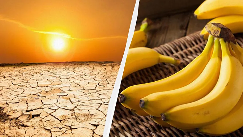 Banan plantasiyaları yox ola bilər - Klimatoloqlardan xəbərdarlıq
