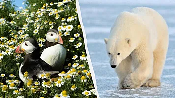 Avropada bu yay vəhşi təbiəti izləmək üçün ən yaxşı yerlər (SİYAHI)