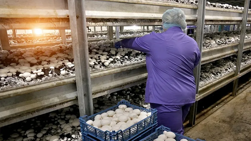 Kiloqramı 32 manatdan göbələk teli alındı