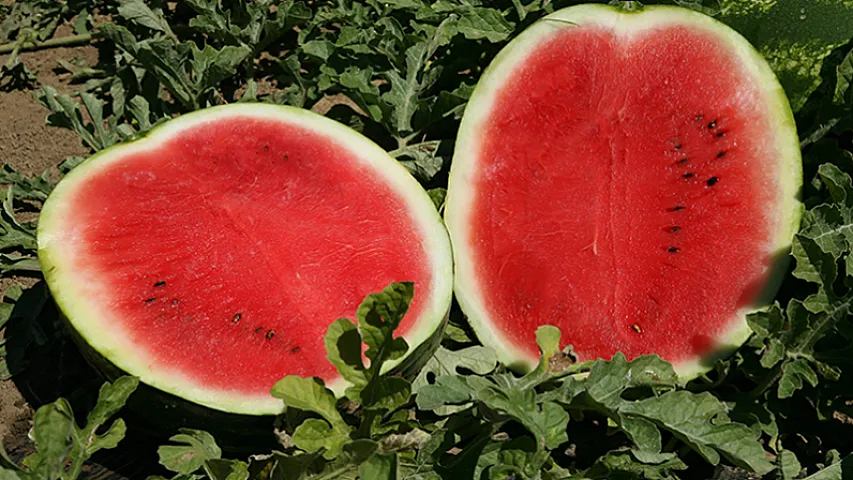 İran Azərbaycana qarpızın kilosunu 1,10 manata satıb