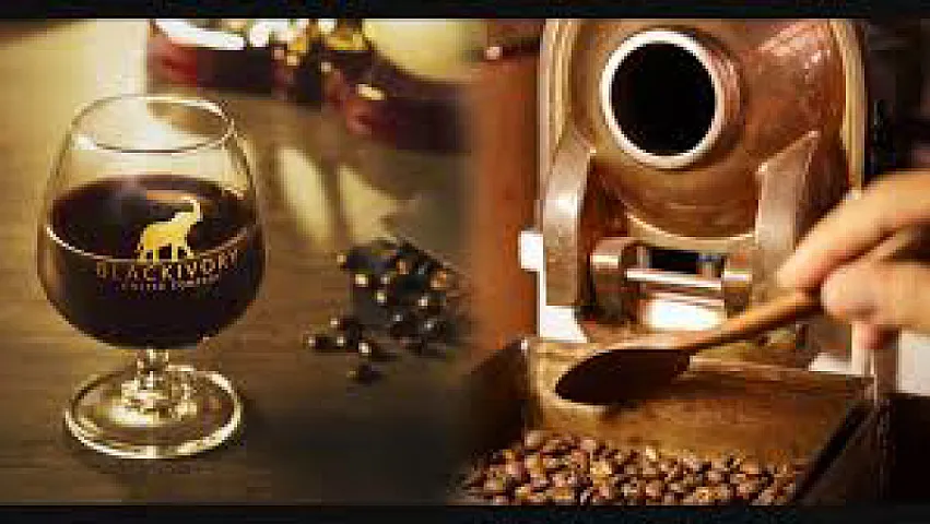 Fillərin fermentasiya etdiyi qəhvənin bir fincanı 119 manata satılır