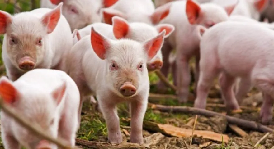 Bu ölkədən 2 manat 55 qəpiyə donuz əti almışıq