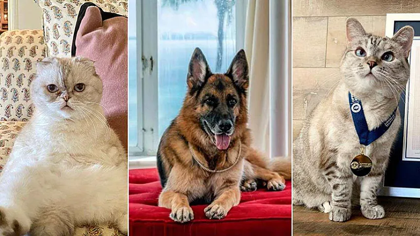 Bəzisi miras aldı, bəzisi paylaşım etdi - Milyoner həyatı yaşayan ev heyvanları